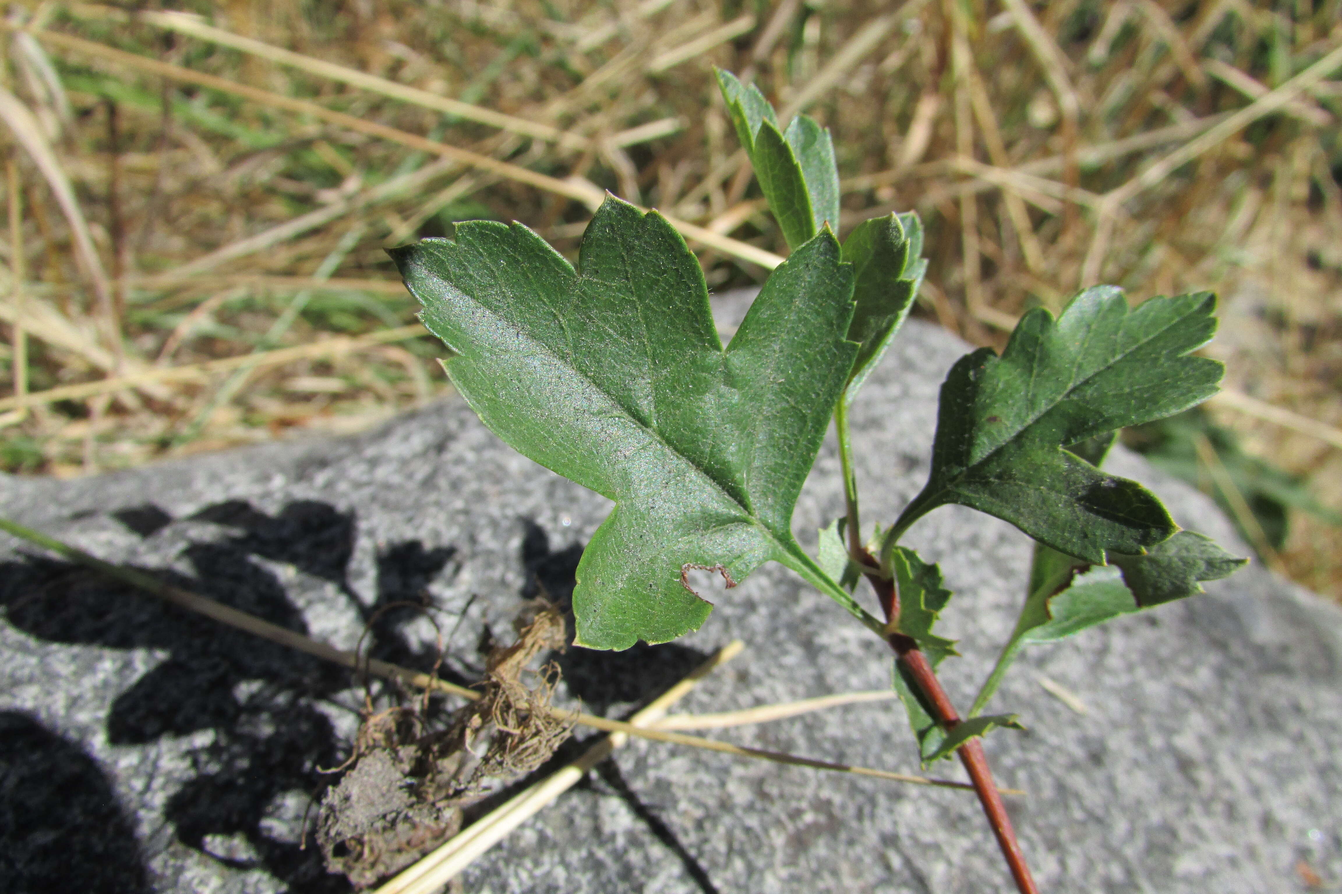 Image of Midland Hawthorn