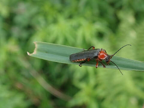 Image de Cantharis