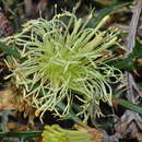 Image of Banksia hewardiana (Meissn.) A. R. Mast & K. R. Thiele