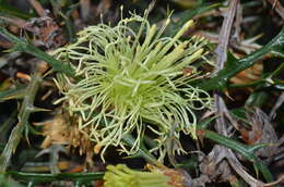 Image of Banksia hewardiana (Meissn.) A. R. Mast & K. R. Thiele