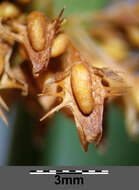 Rumex palustris Sm. resmi