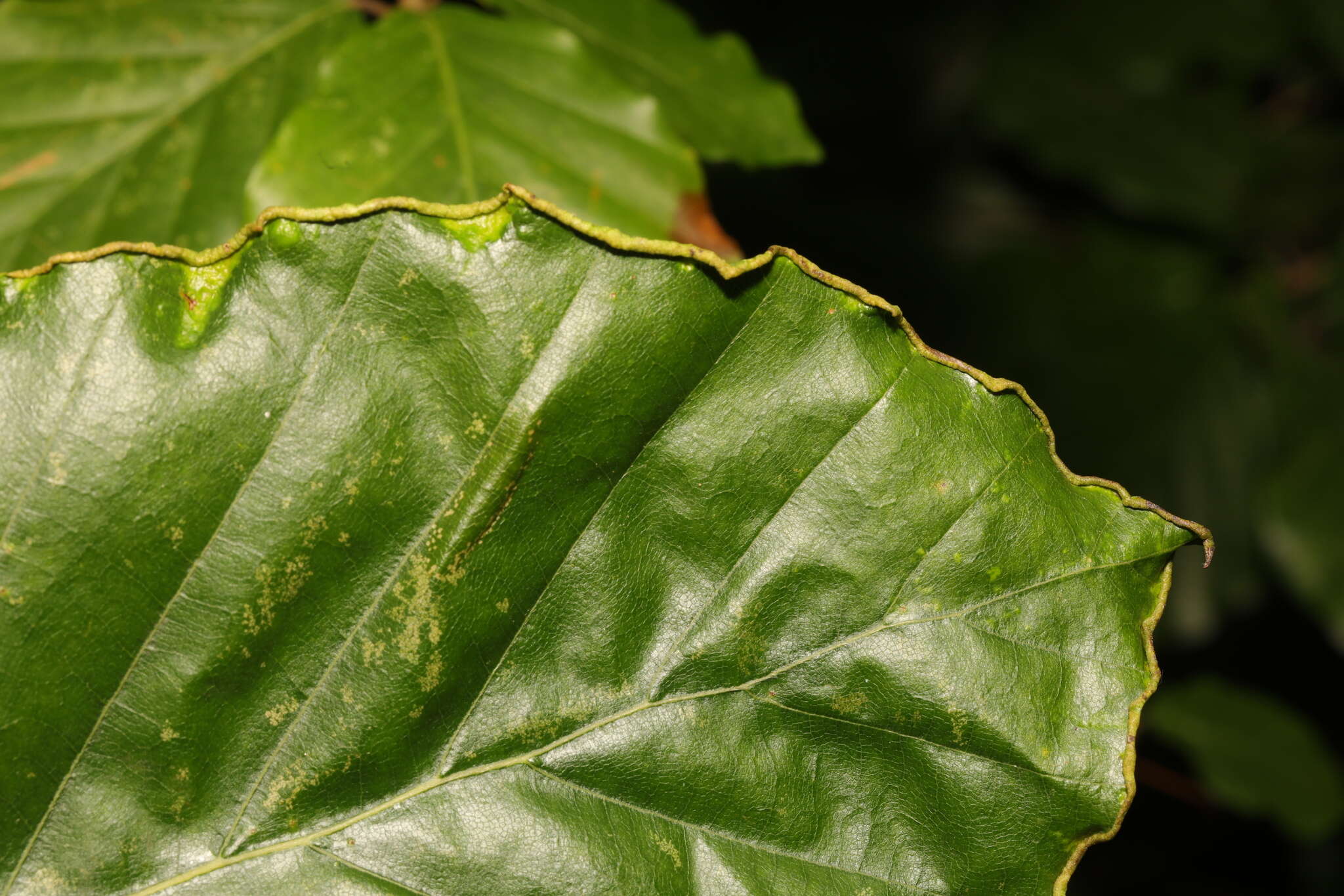 Image of Acalitus stenaspis