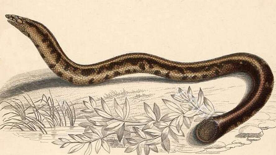 Image of Large shieldtail snake