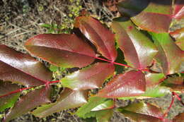 Image of Hollyleaved barberry