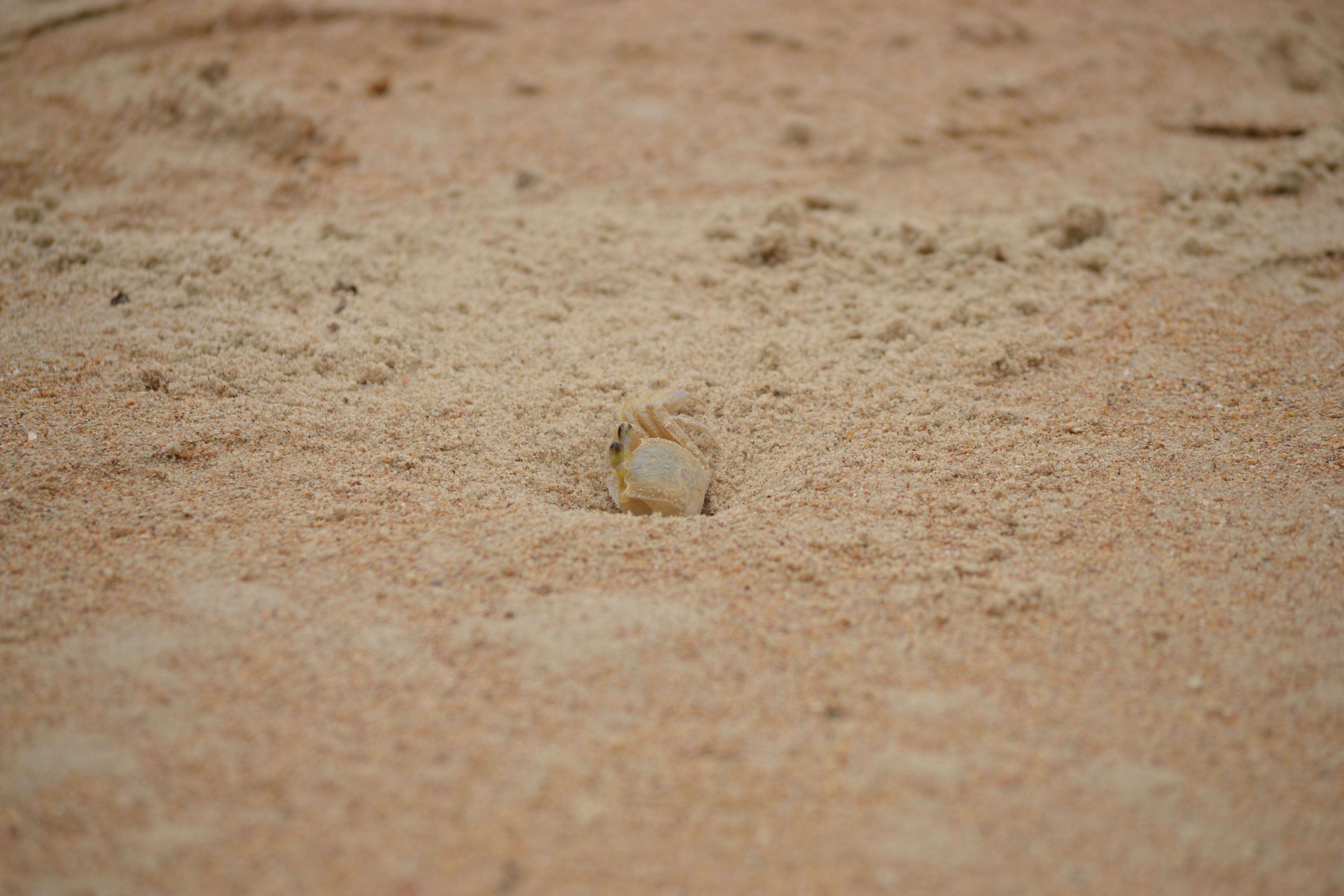 Image of Atlantic Ghost Crab