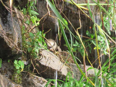 Image of Great Dusky Swift