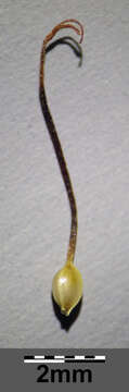 صورة Schoenus ferrugineus L.