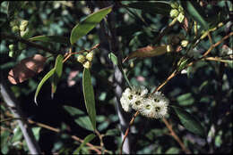 Image of Eucalyptus calcicola Brooker