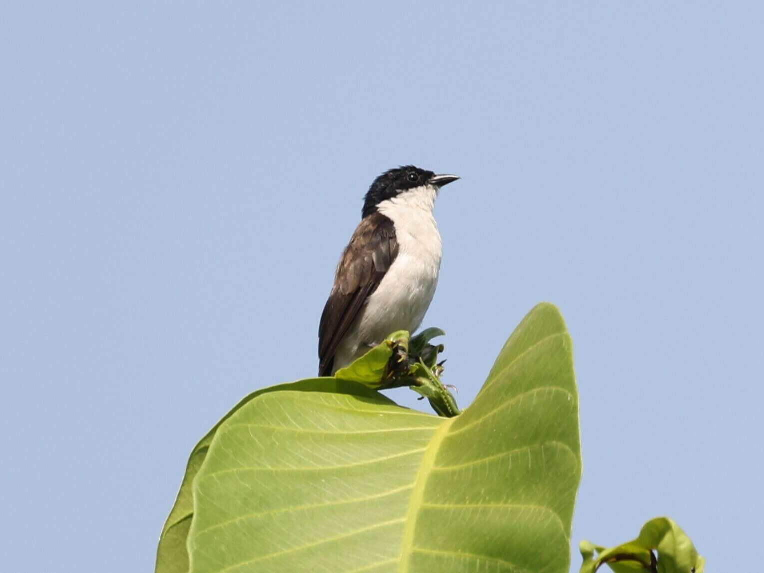 Image of White-breasted Negrofinch