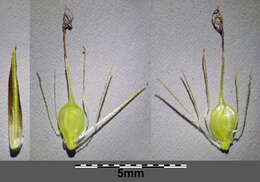 Image of Flat-sedge