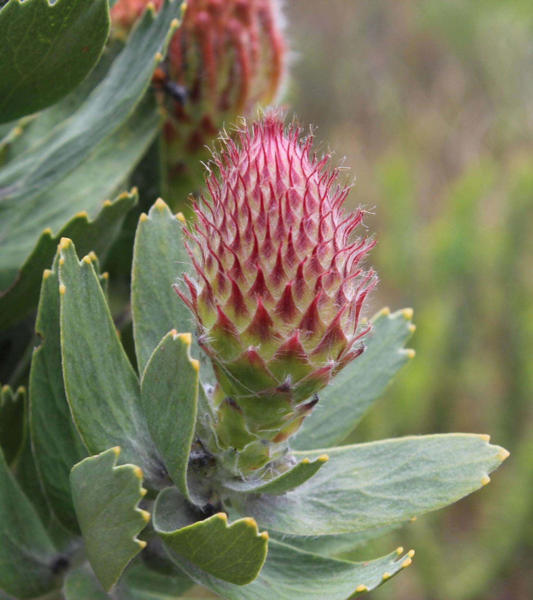 Image of silky-haired pincushion