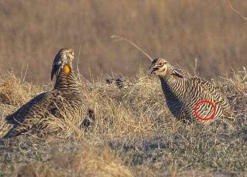 Image of Greater Prairie Chicken