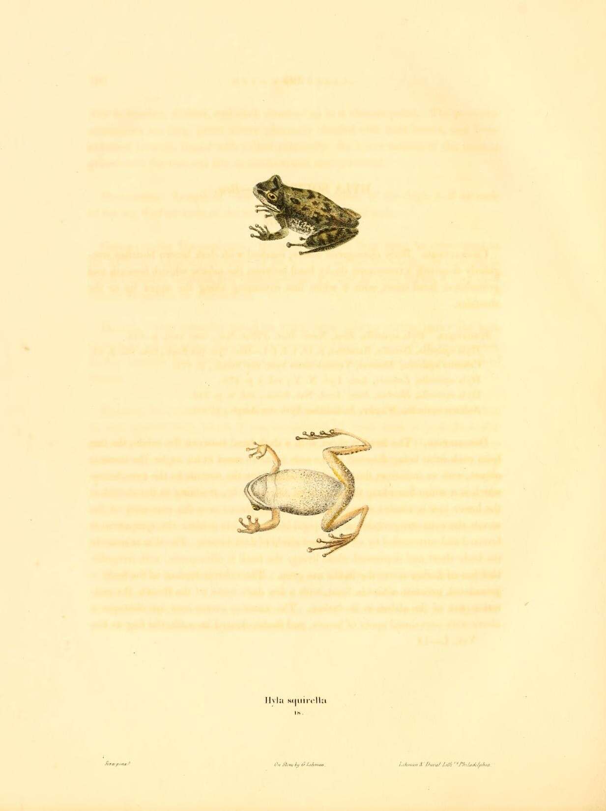 Image of Dryophytes Fitzinger 1843