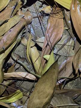 Image of Rufous burrowing snake