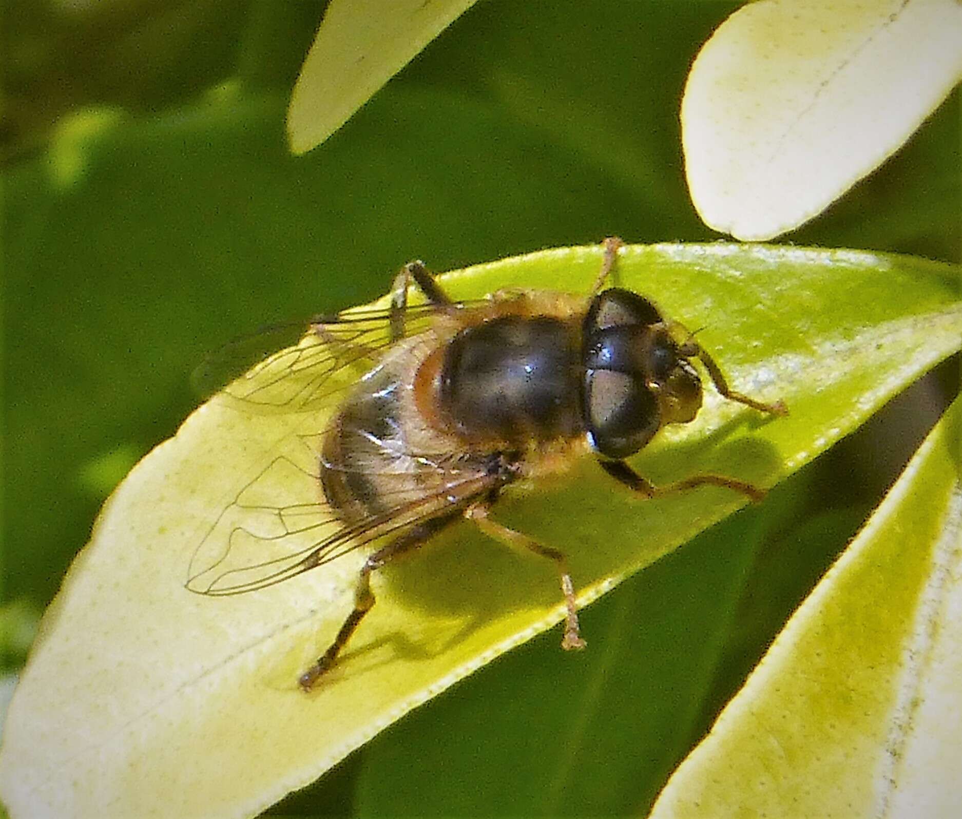 Image of Eristalis pertinax (Scopoli 1763)