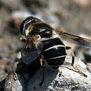 Imagem de Eristalis obscura Loew 1866