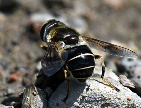 Image de Eristalis obscura Loew 1866