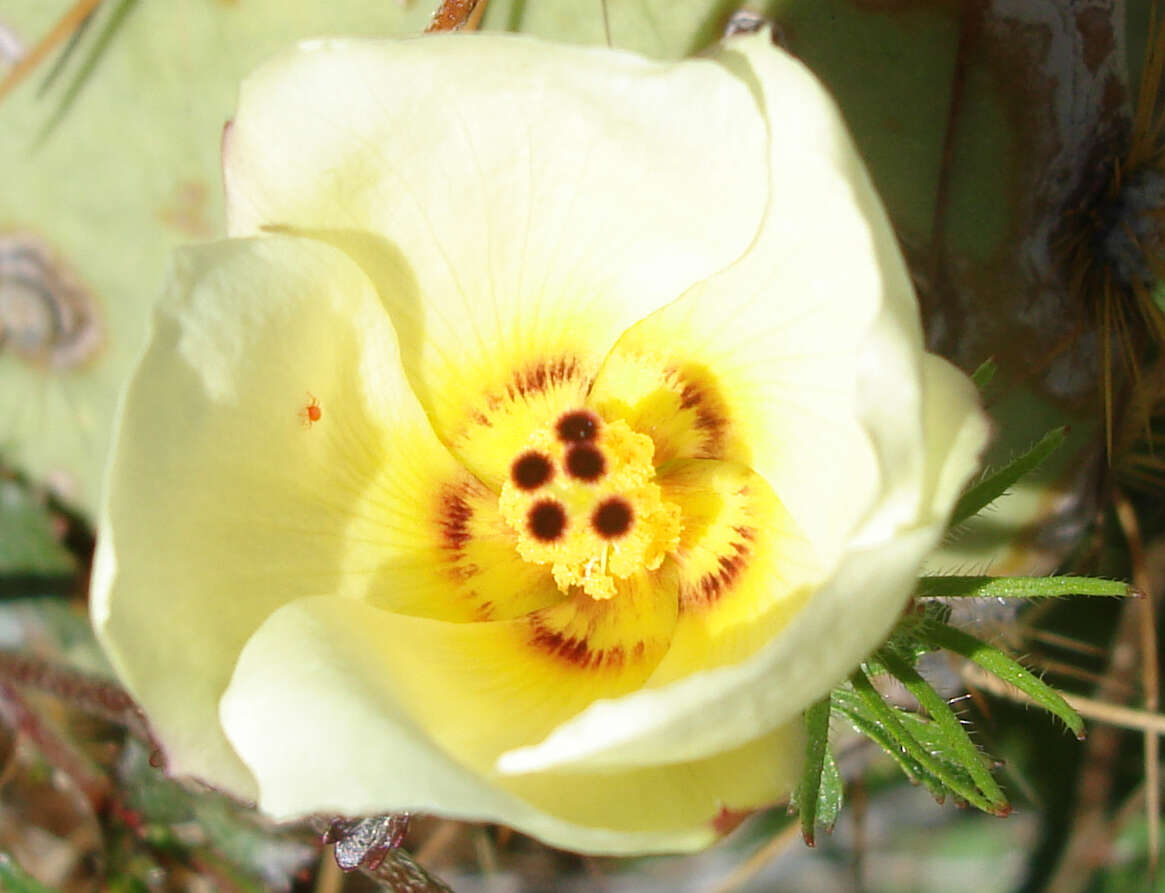 Image of desert rosemallow