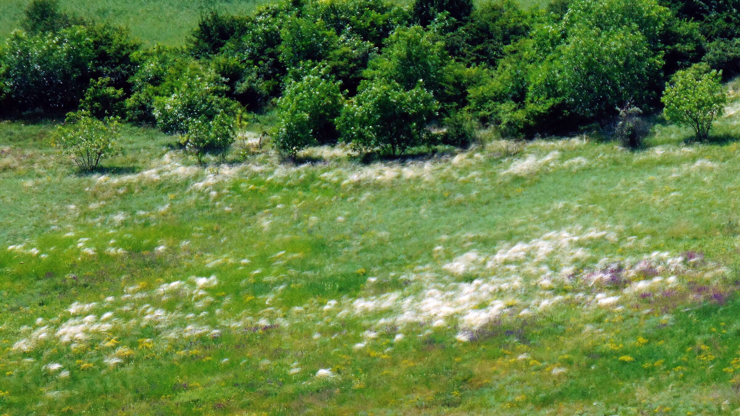 Plancia ëd Stipa lessingiana Trin. & Rupr.