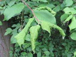 Слика од Brachycaudus (Prunaphis) cardui (Linnaeus 1758)