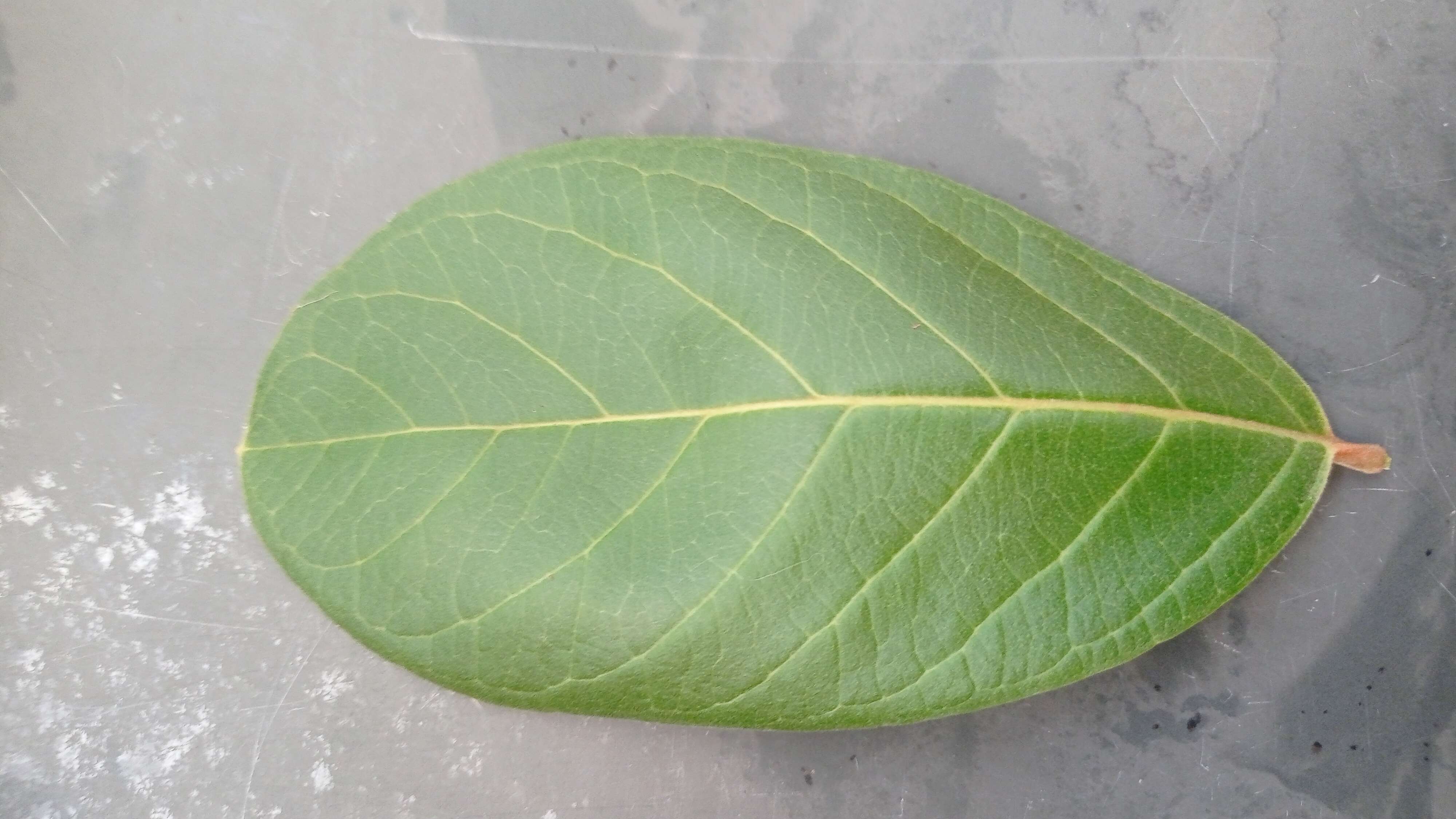 Image of Guinea guava