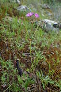 Image of Tuberous Cranesbill