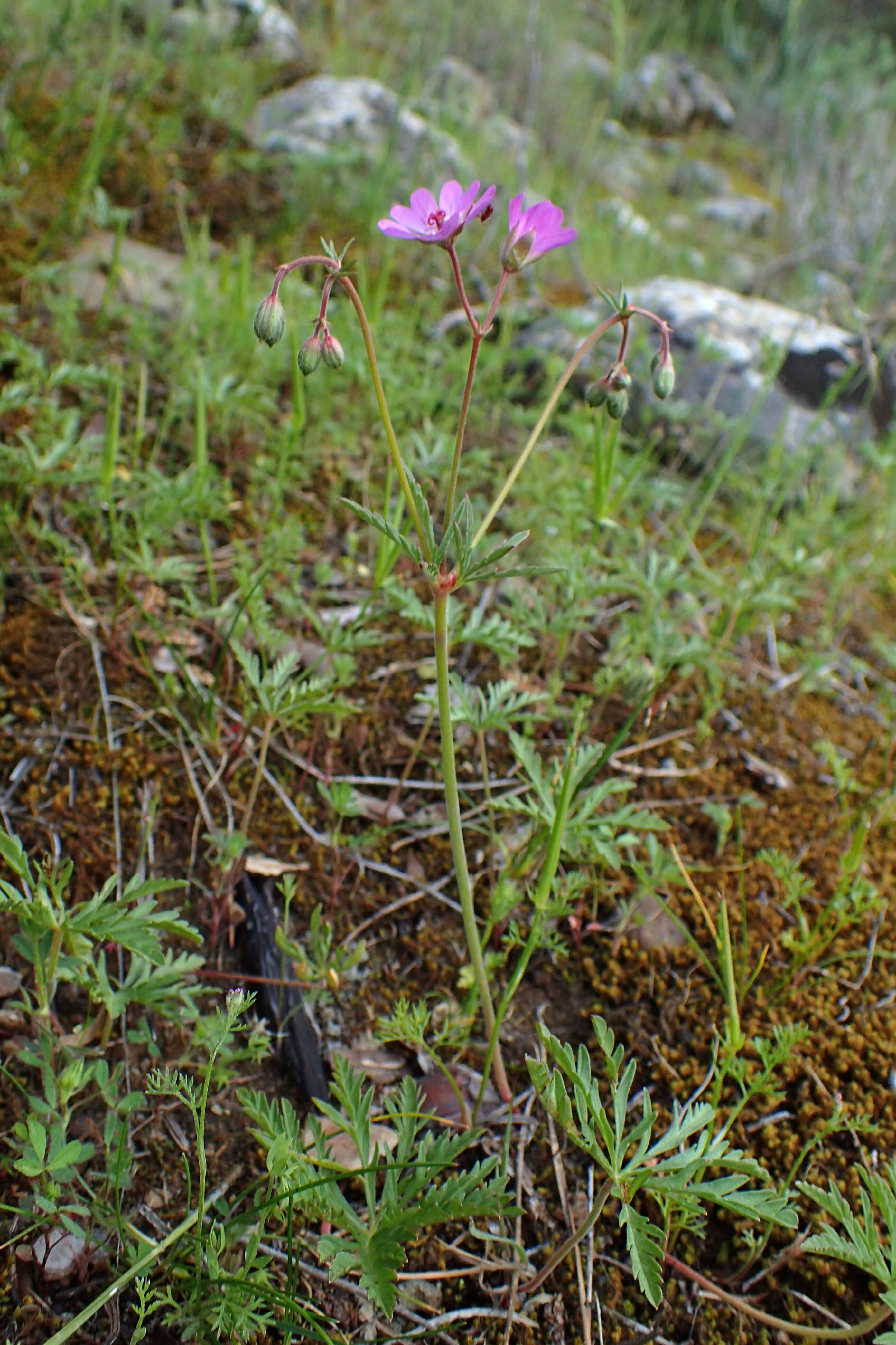 Image of Tuberous Cranesbill