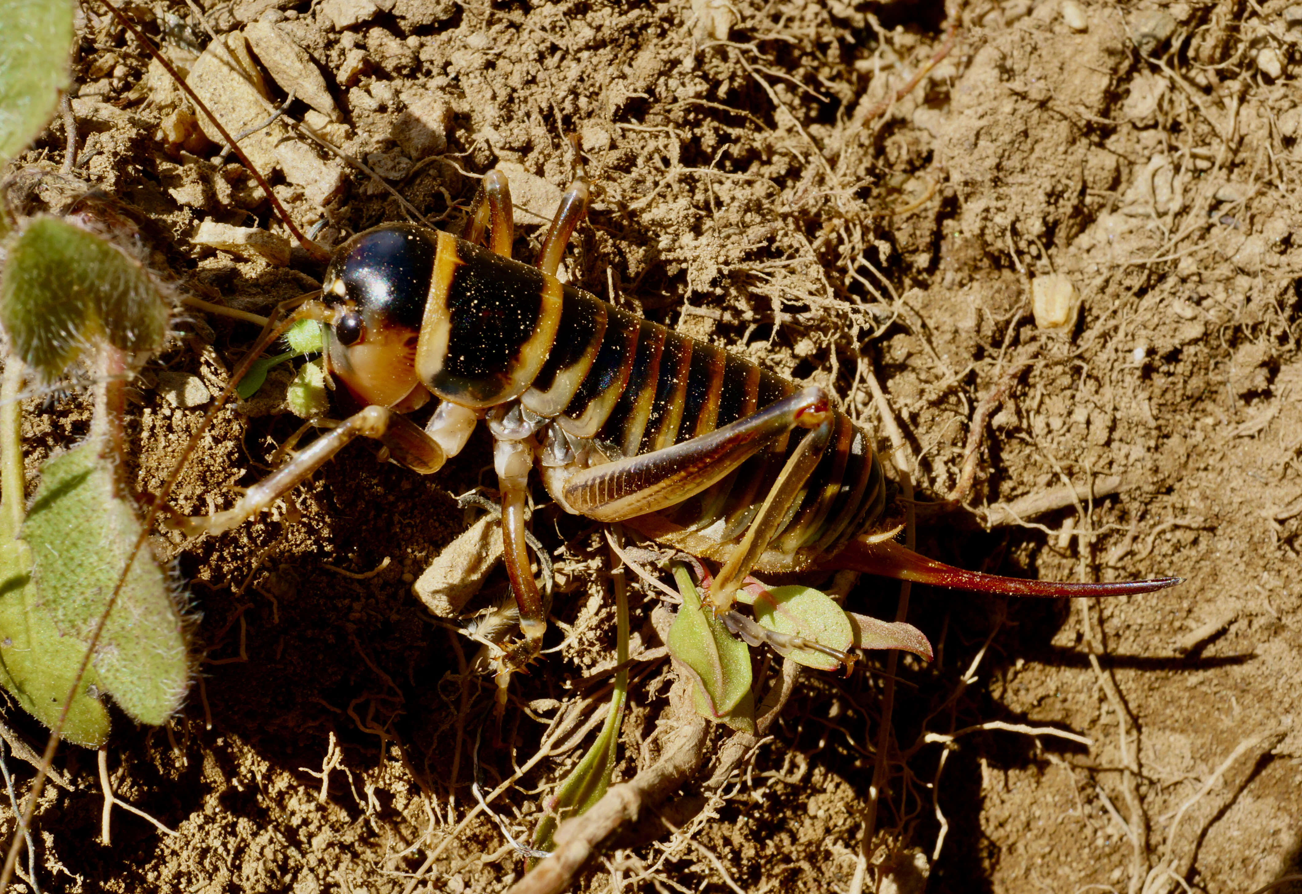 صورة Hemiandrus focalis (Hutton 1896)