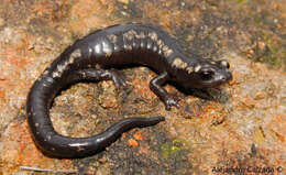 Image of Zapotec Salamander