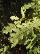 Image of Dalechamp's Oak