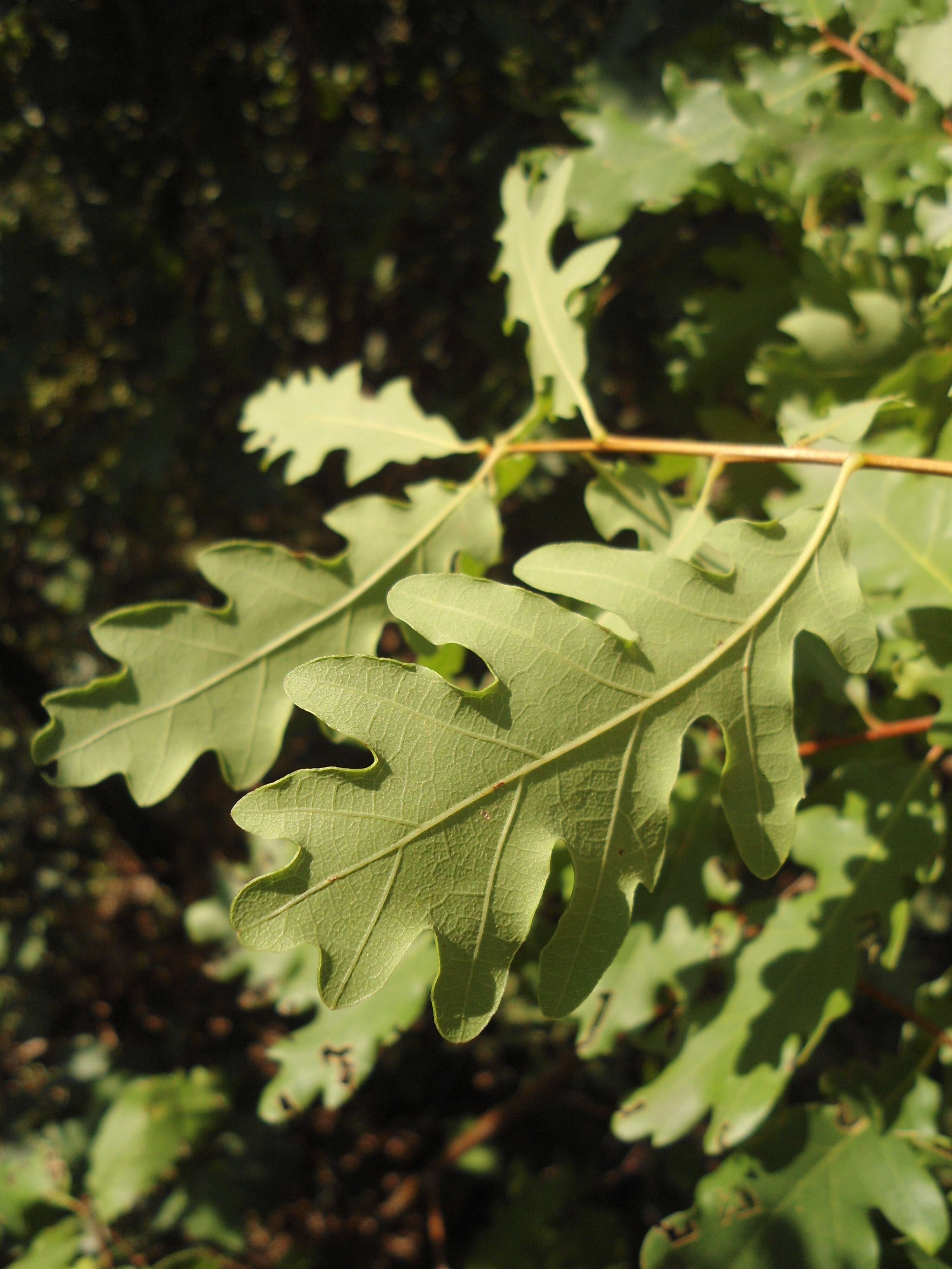 Image of Dalechamp's Oak