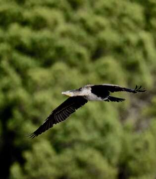 Image of Black Shag