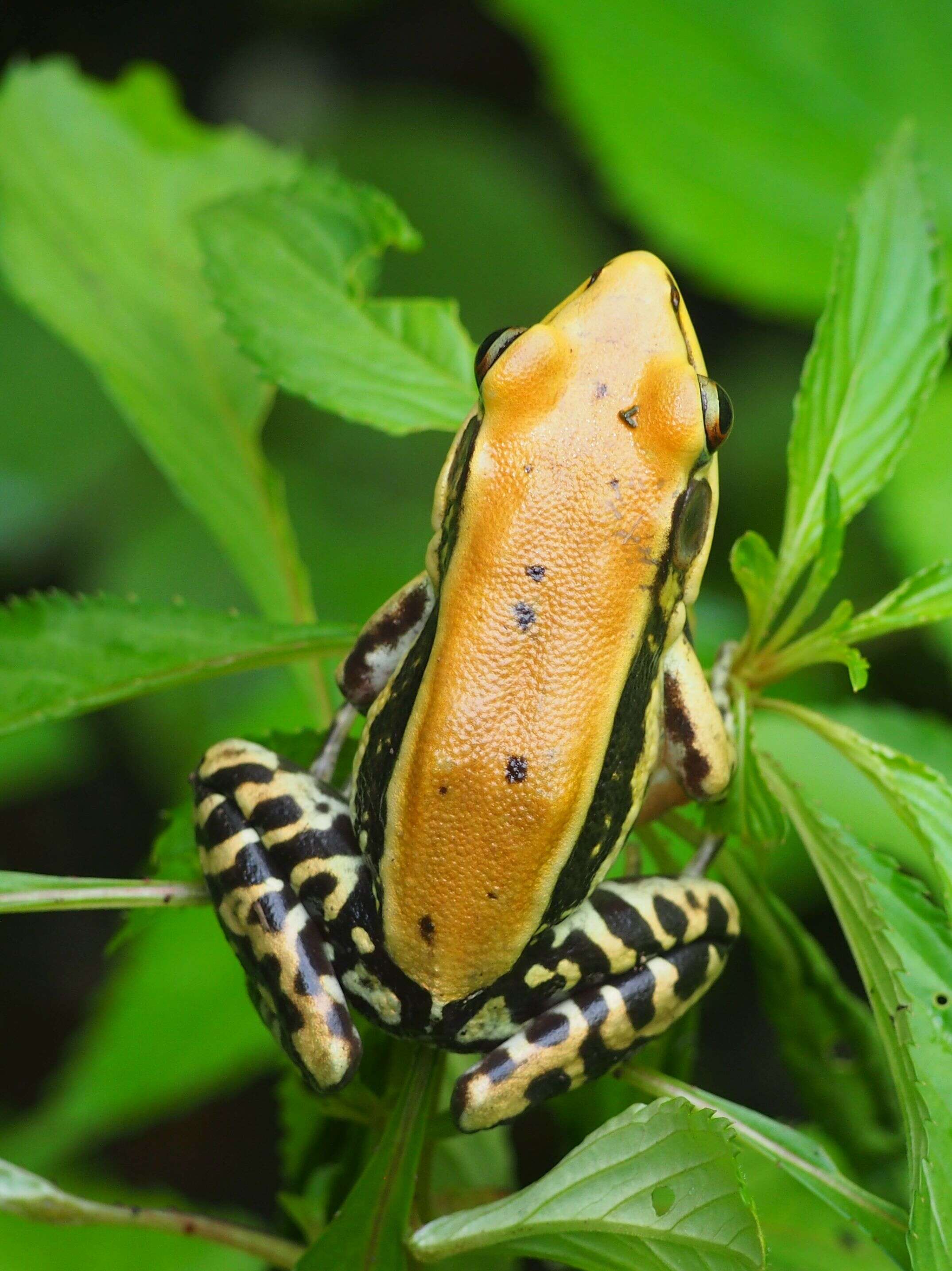 Image of widespread fungoid frog