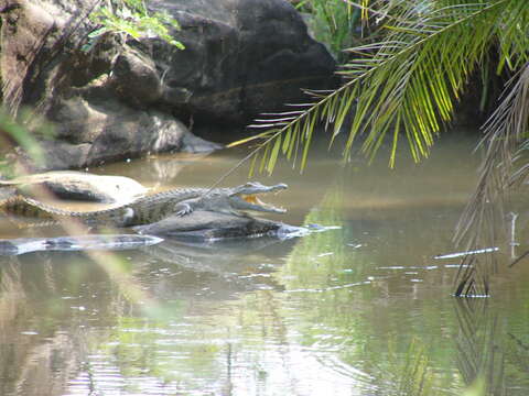 Image of Nile crocodile