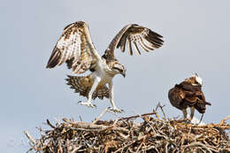 Image of ospreys