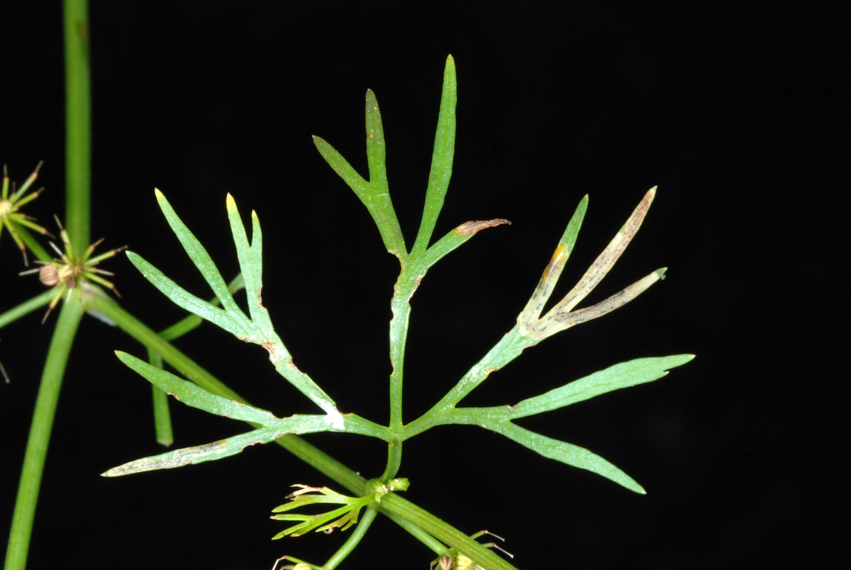 Image of marsh parsley