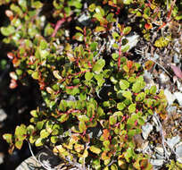 Image of Gaultheria depressa Hook. fil.