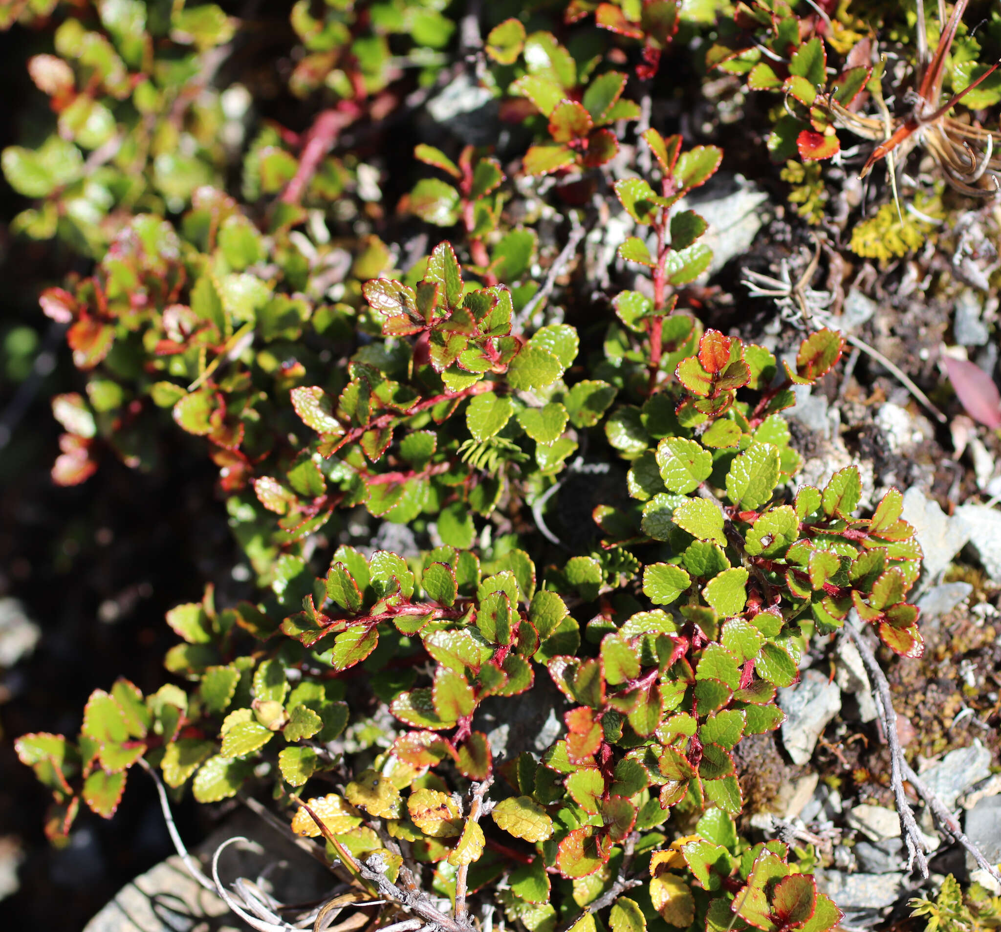 Image of Gaultheria depressa Hook. fil.