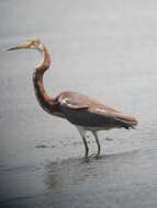 Image de Aigrette tricolore