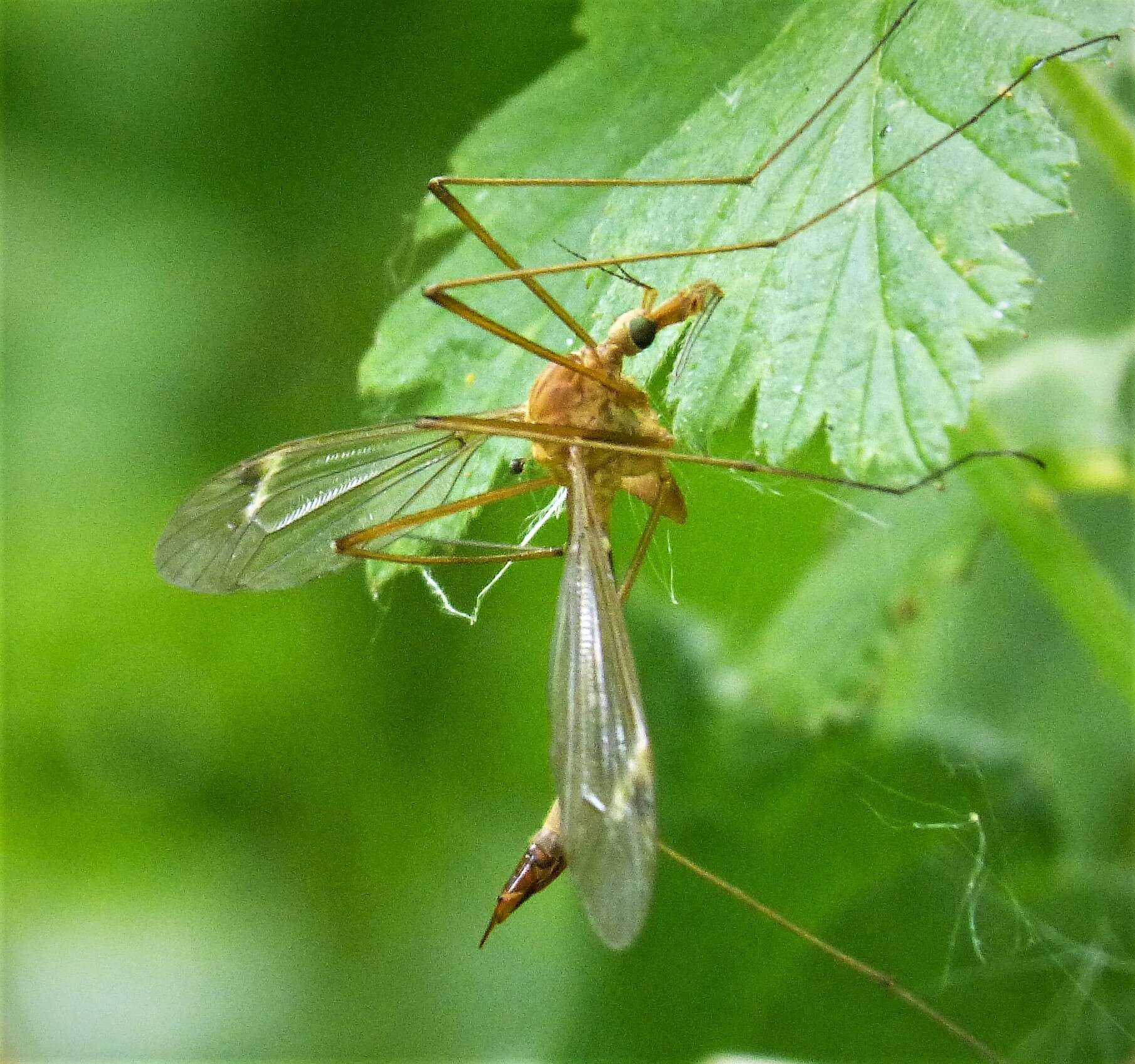 Image of Tipula (Lunatipula) lunata Linnaeus 1758