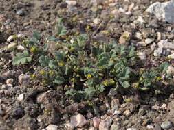 Image of Mono phacelia