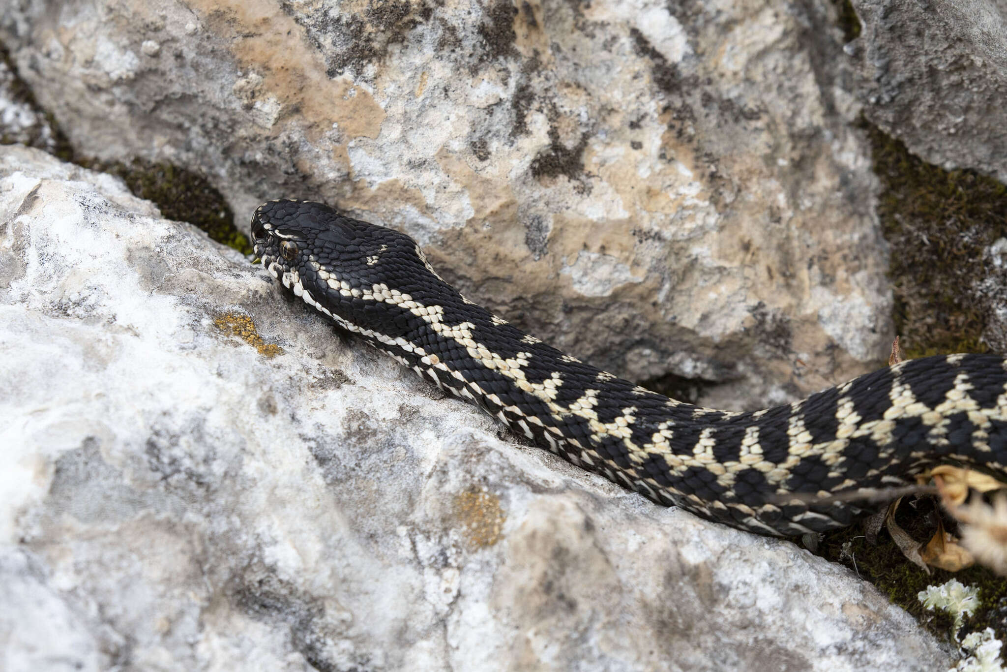 Image of Caucasus Subalpine Viper