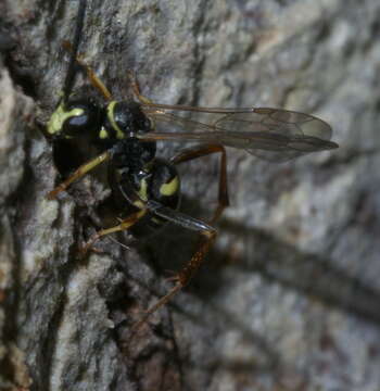 Image of Spider wasp