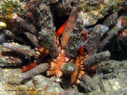 Image of slate pencil urchin