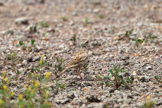 Image of Australian Pipit