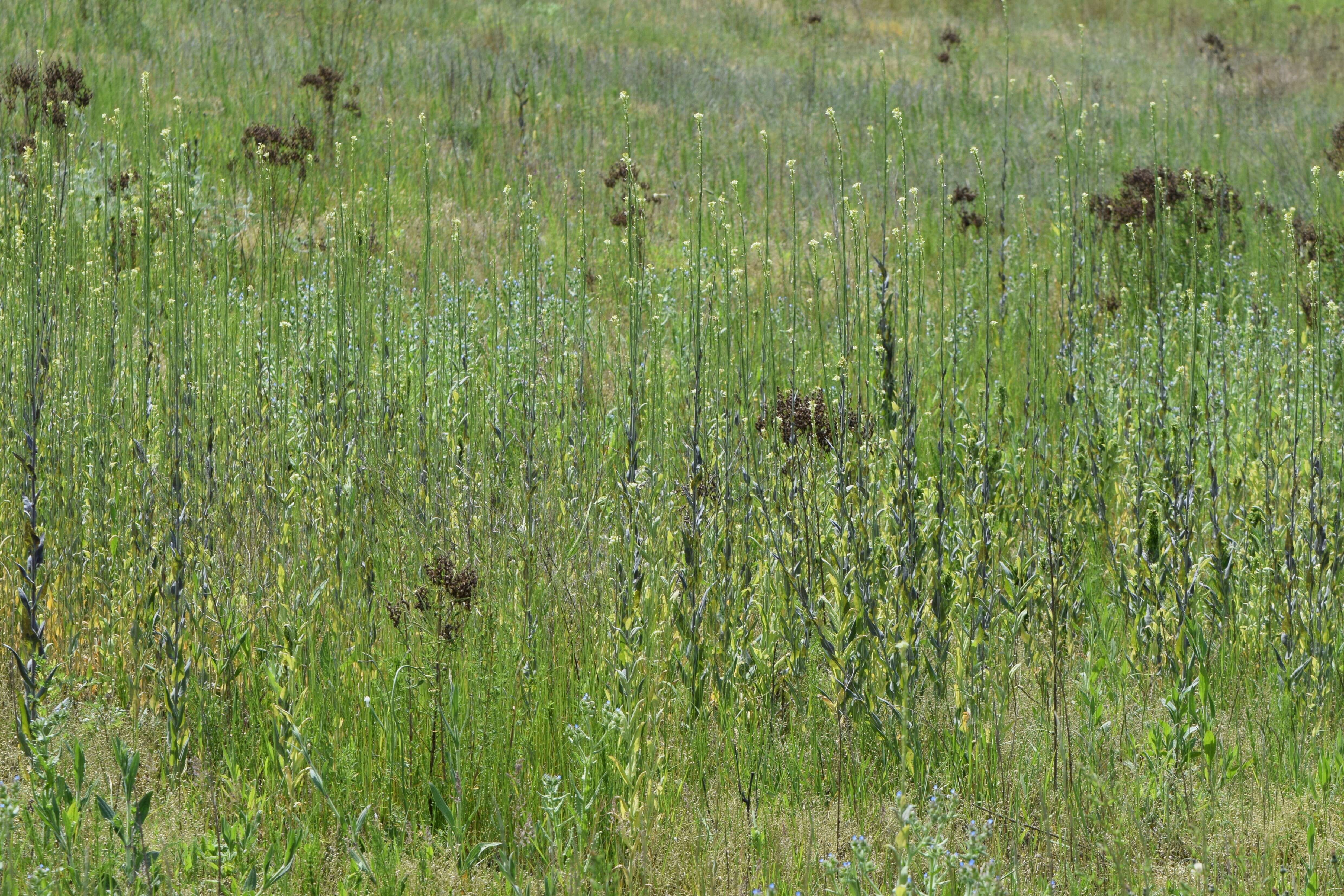 Слика од Turritis glabra