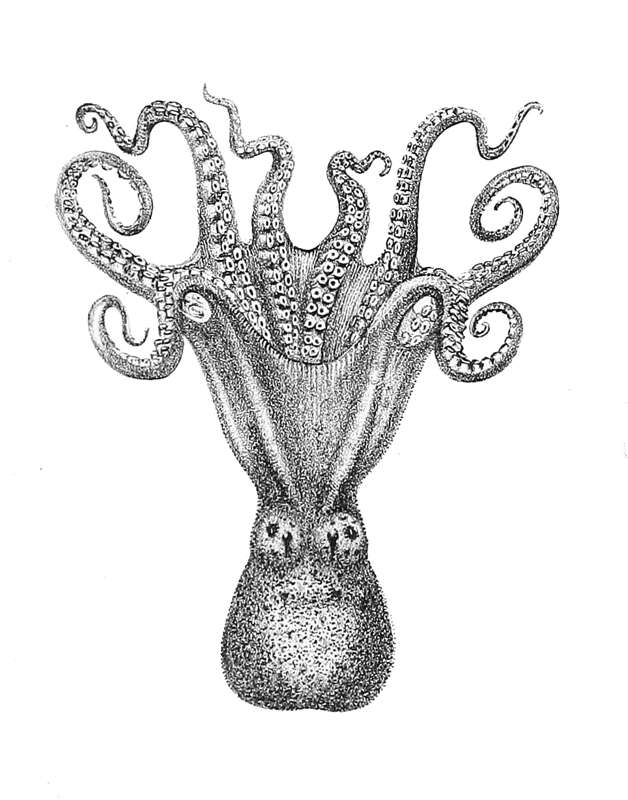 Image of Octopus australis Hoyle 1885