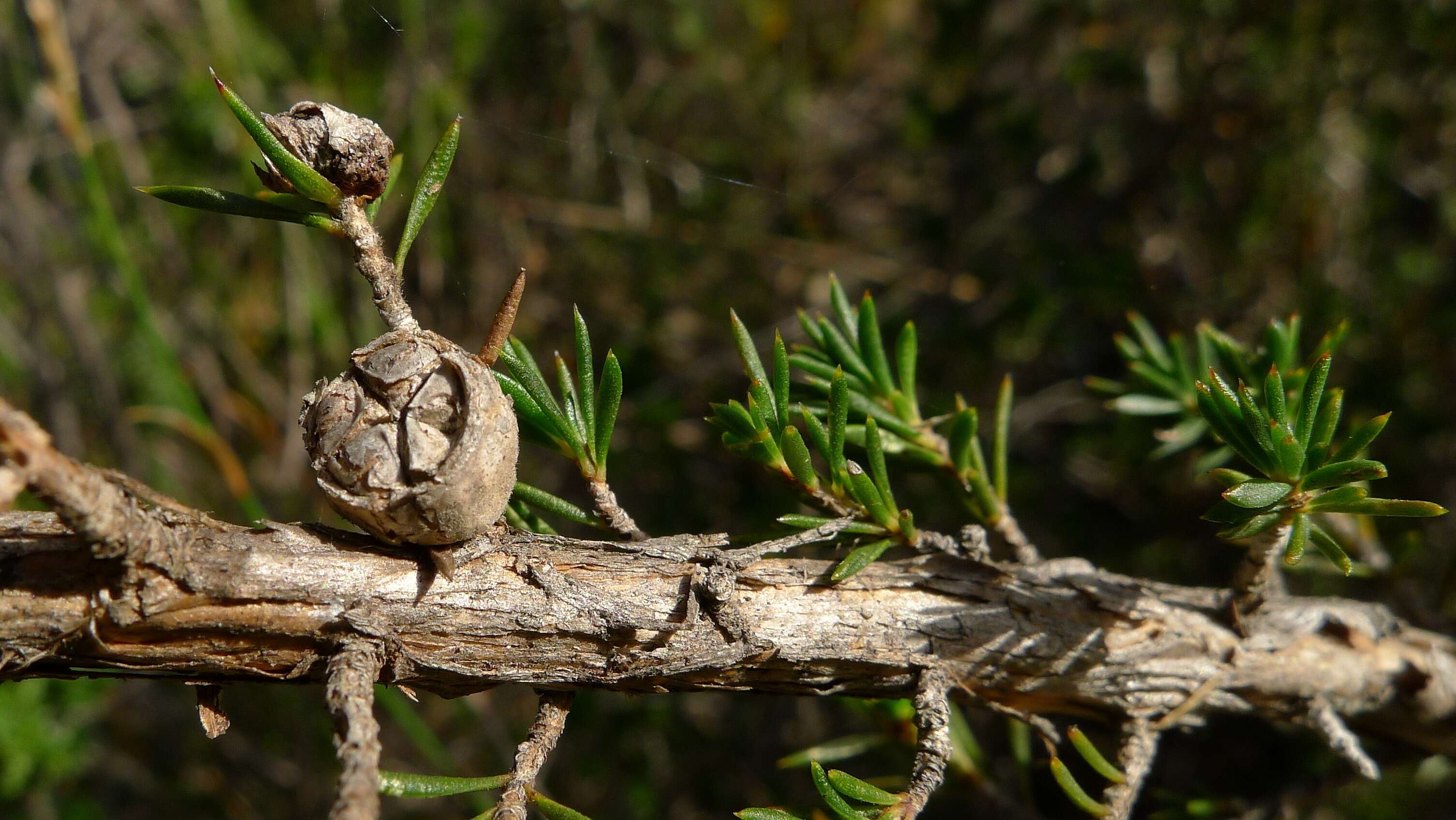 Image of Leptospermum arachnoides Gaertner