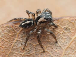 صورة Habronattus trimaculatus Bryant 1945