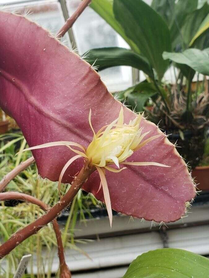 Plancia ëd Strophocactus wittii (K. Schum.) Britton & Rose